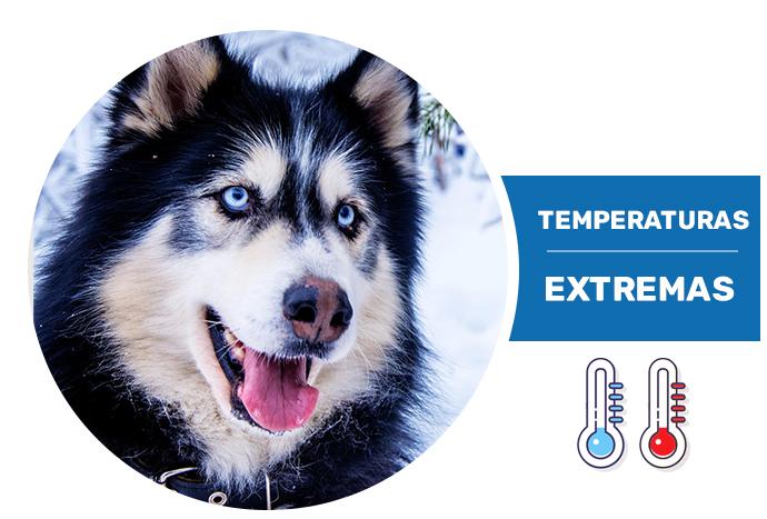 Temperaturas extremas dog Temperaturas extremas